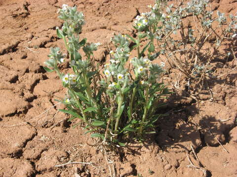 Image of smooth cryptantha