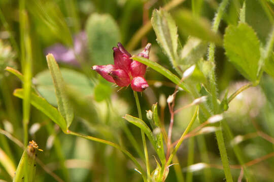 Image of cowbag clover