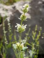 Image de Nepeta italica L.