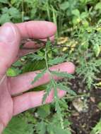 Image of mountain tansymustard