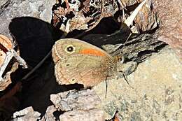 Imagem de Cosmosatyrus leptoneuroides Felder 1867