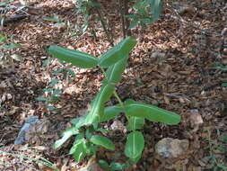 Image of Lemmon's milkweed