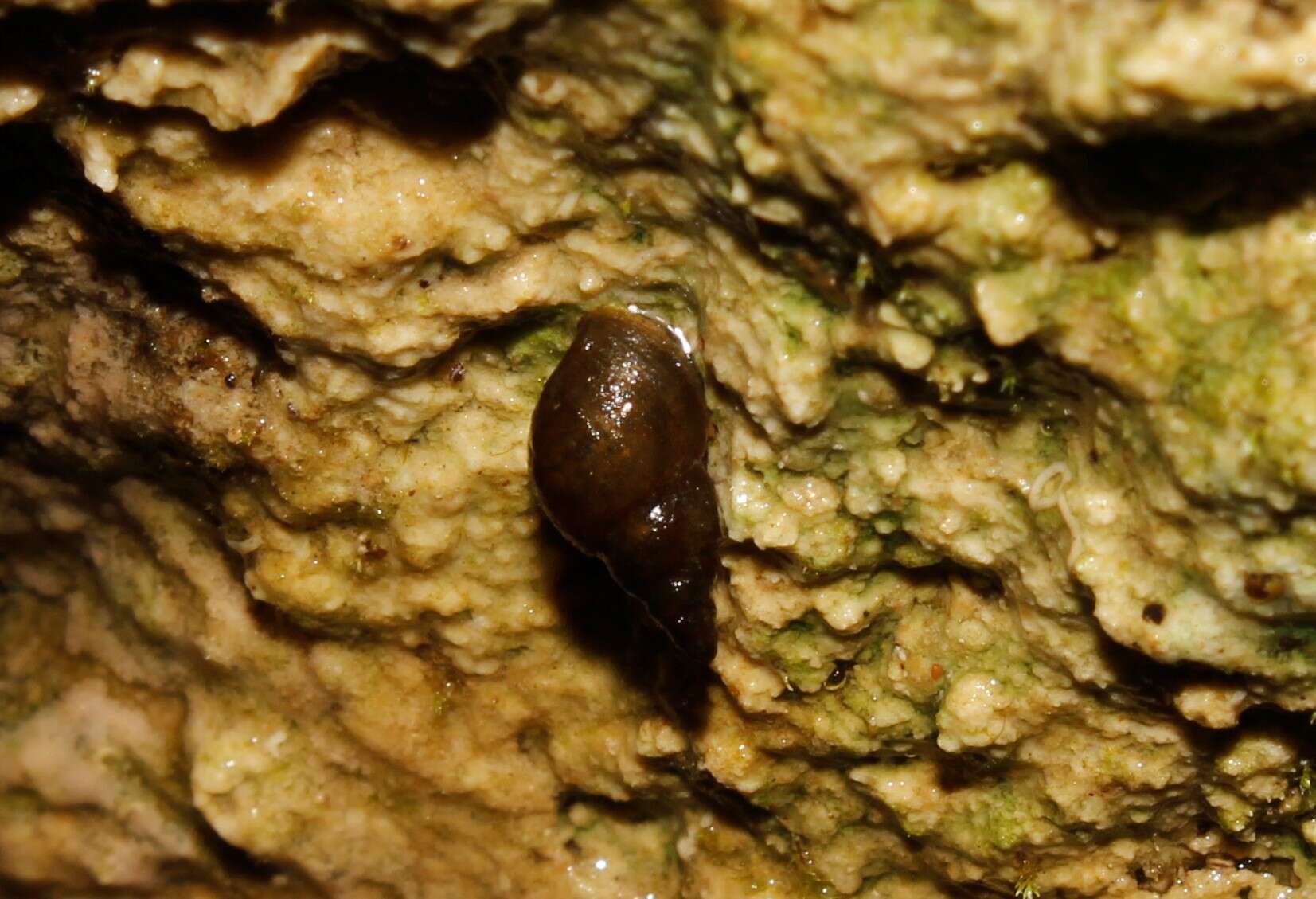 Image of Attenuate Fossaria