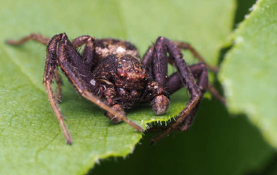 Image of Xysticus emertoni Keyserling 1880