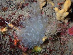 Image of football ascidian