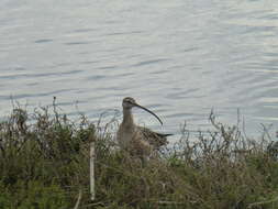 Image of Long-billed Curlew