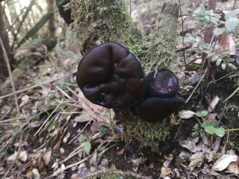 Image of Plectania chilensis (Mont.) Gamundí 1971