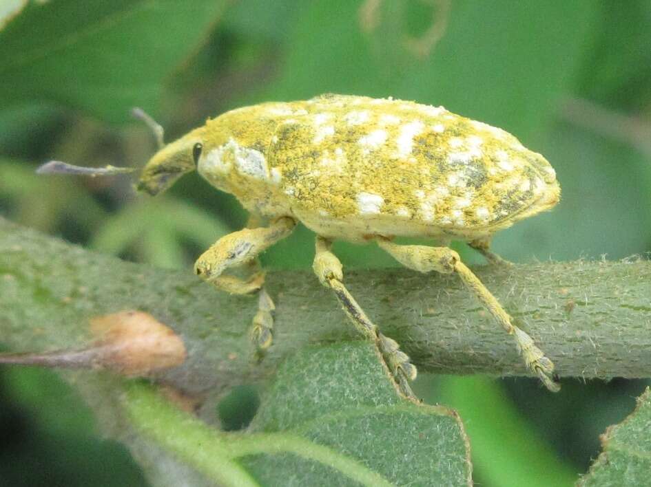 Image of Xanthochelus major (Herbst & J. F. W. 1784)