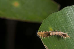 Image of Drapetodes mitaria Guenée 1857