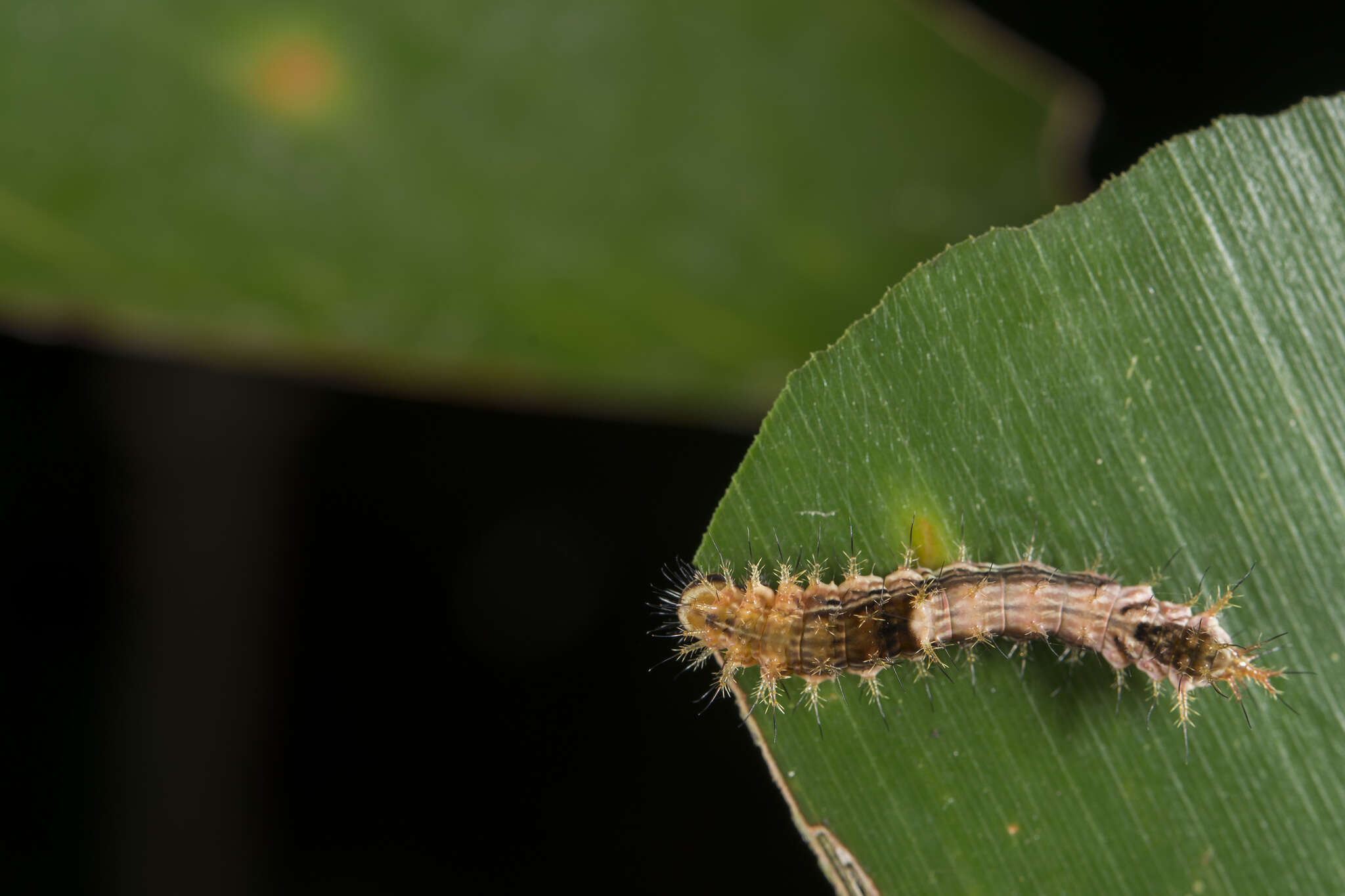 Image of Drapetodes mitaria Guenée 1857