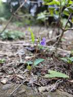 Image de Viola betonicifolia subsp. nagasakiensis (W. Becker) Y. S. Chen