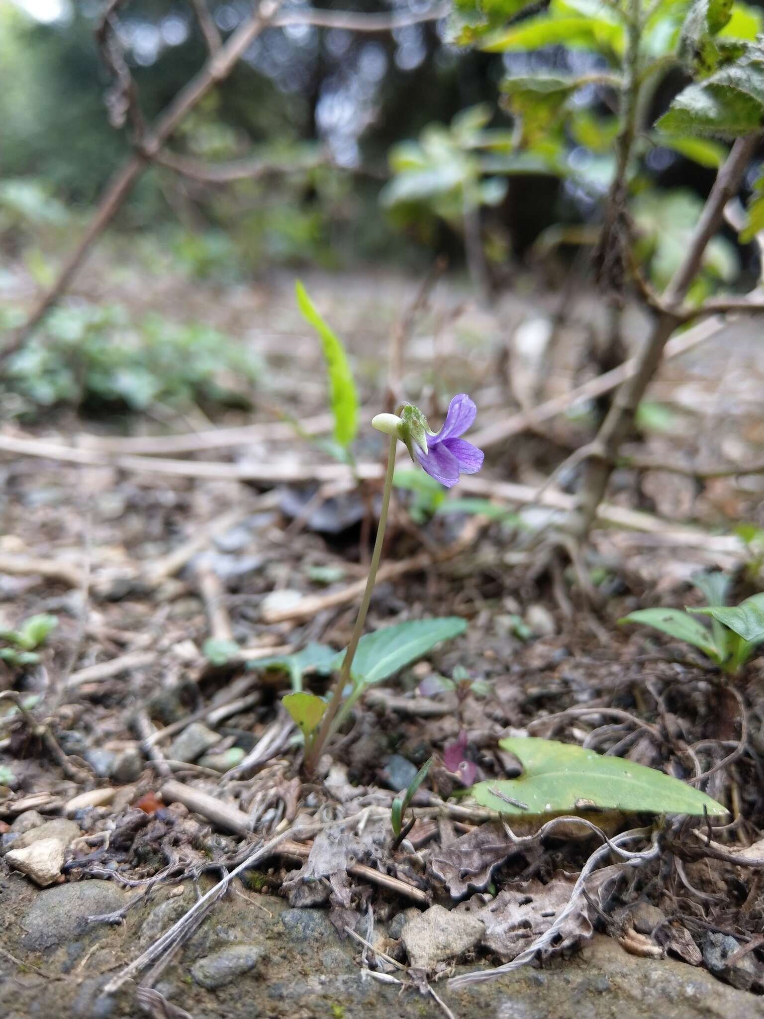 Image of Viola betonicifolia subsp. nagasakiensis (W. Becker) Y. S. Chen