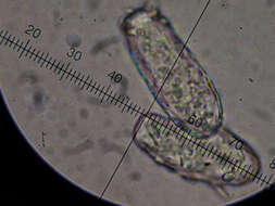 Erysiphe pseudacaciae (P. D. Marchenko) U. Braun & S. Takam. 2000的圖片