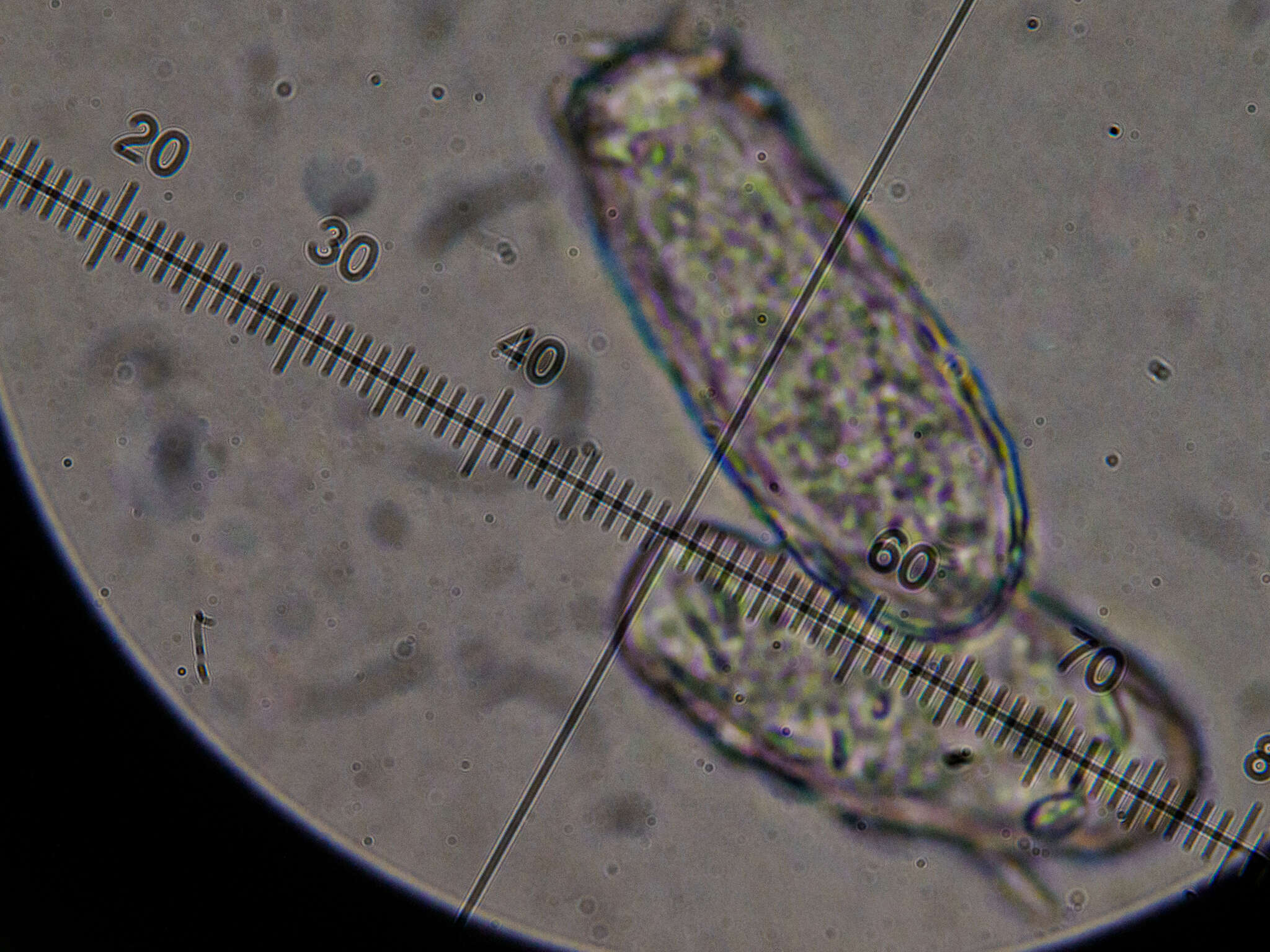 Erysiphe pseudacaciae (P. D. Marchenko) U. Braun & S. Takam. 2000 resmi