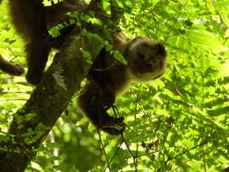 Image of Weeper Capuchin