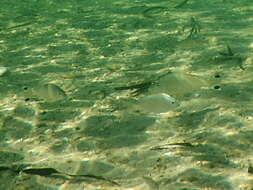 Image of Western yellowfin seabream