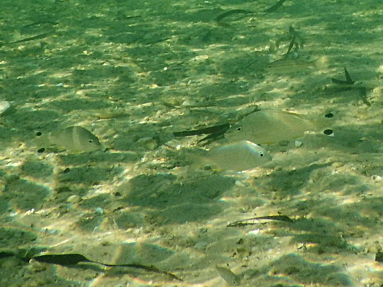 Image of Western yellowfin seabream