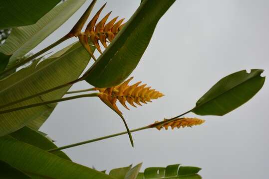 Image of Heliconia librata Griggs