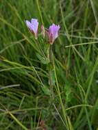 Imagem de Epilobium gunnianum Hausskn.