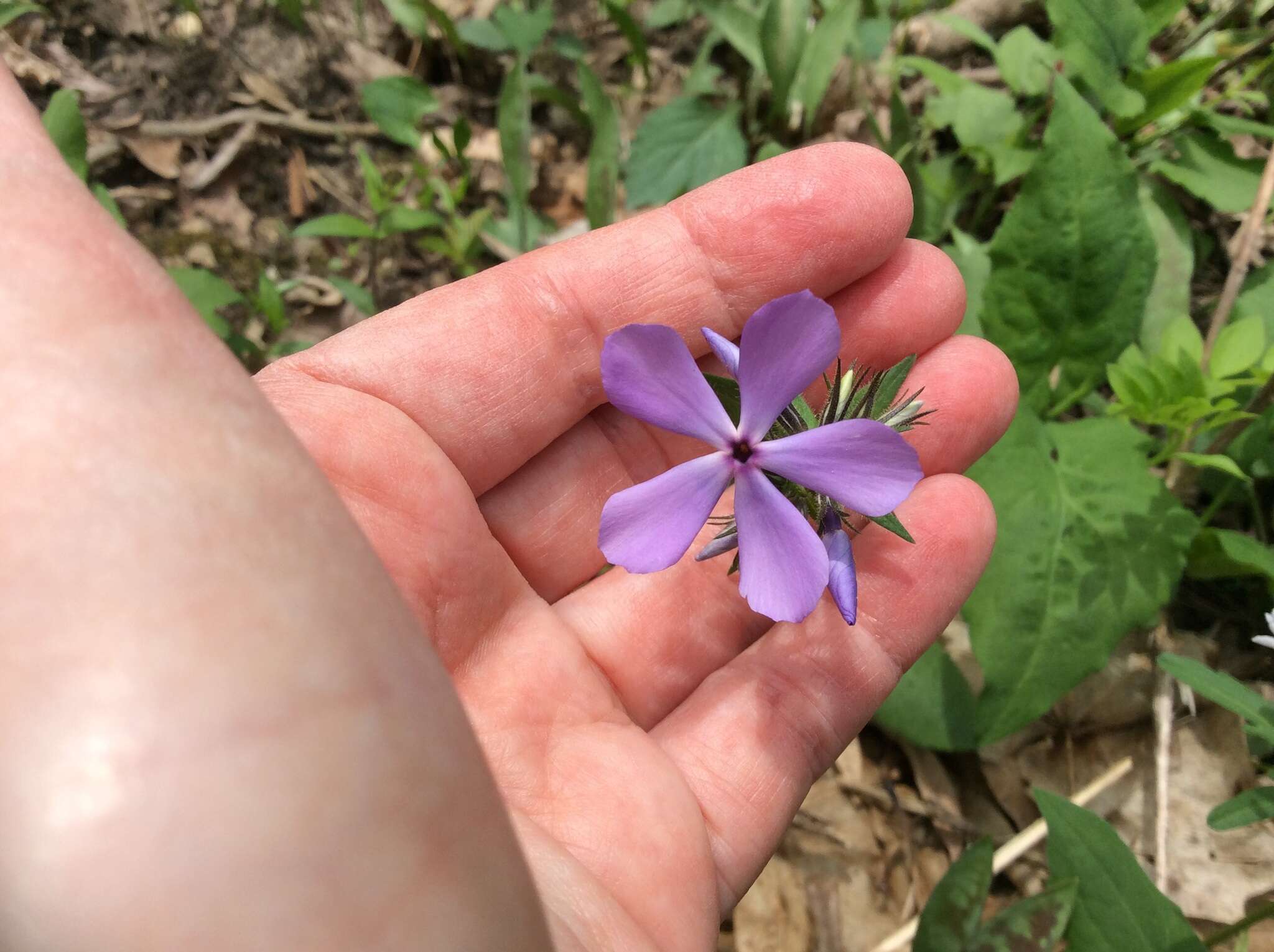 Image of Lapham's phlox