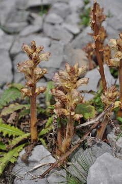 Imagem de Orobanche reticulata Wallr.