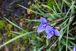 Image of Purple Flag