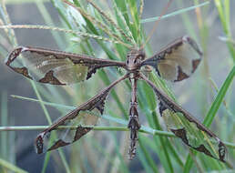 Image of Blotched Long-horned Owlfly