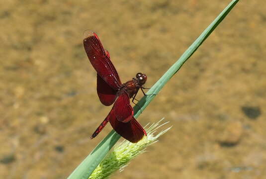 Image of Neurothemis taiwanensis Seehausen & Dow 2016