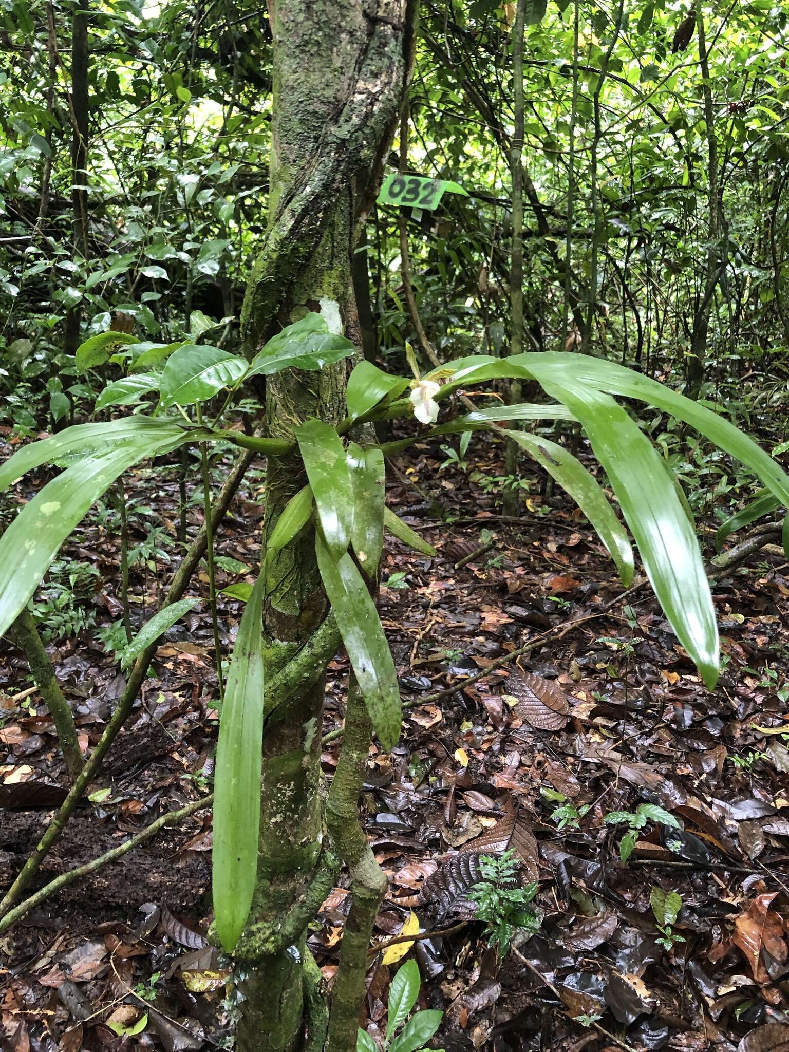 Image of Aspasia principissa Rchb. fil.