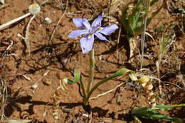 Image of Moraea pritzeliana Diels