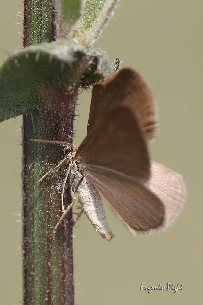 Image of Drab looper moth