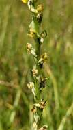 Image of Yosemite bog orchid