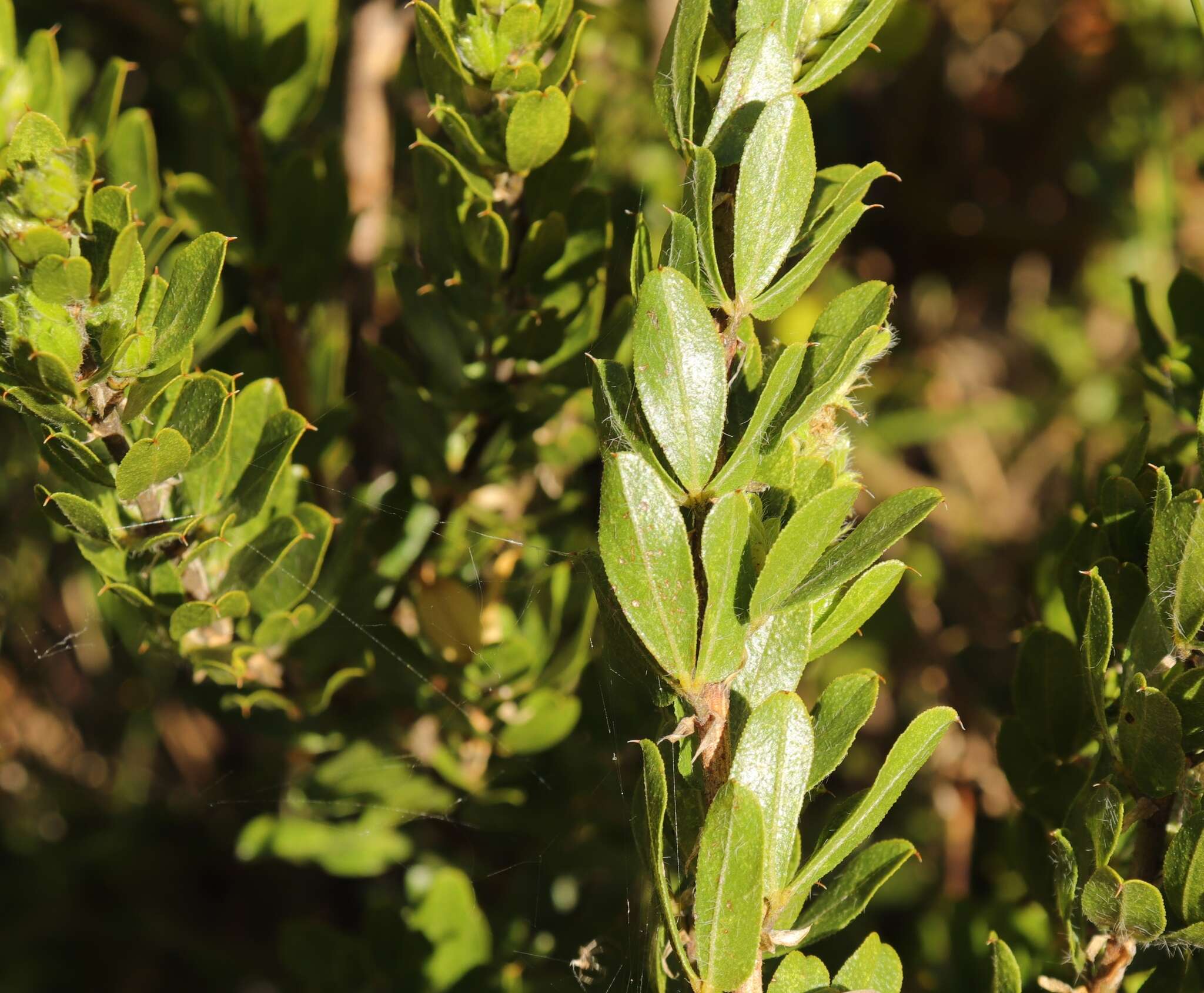 Image of Otholobium obliquum (E. Mey.) C. H. Stirt.