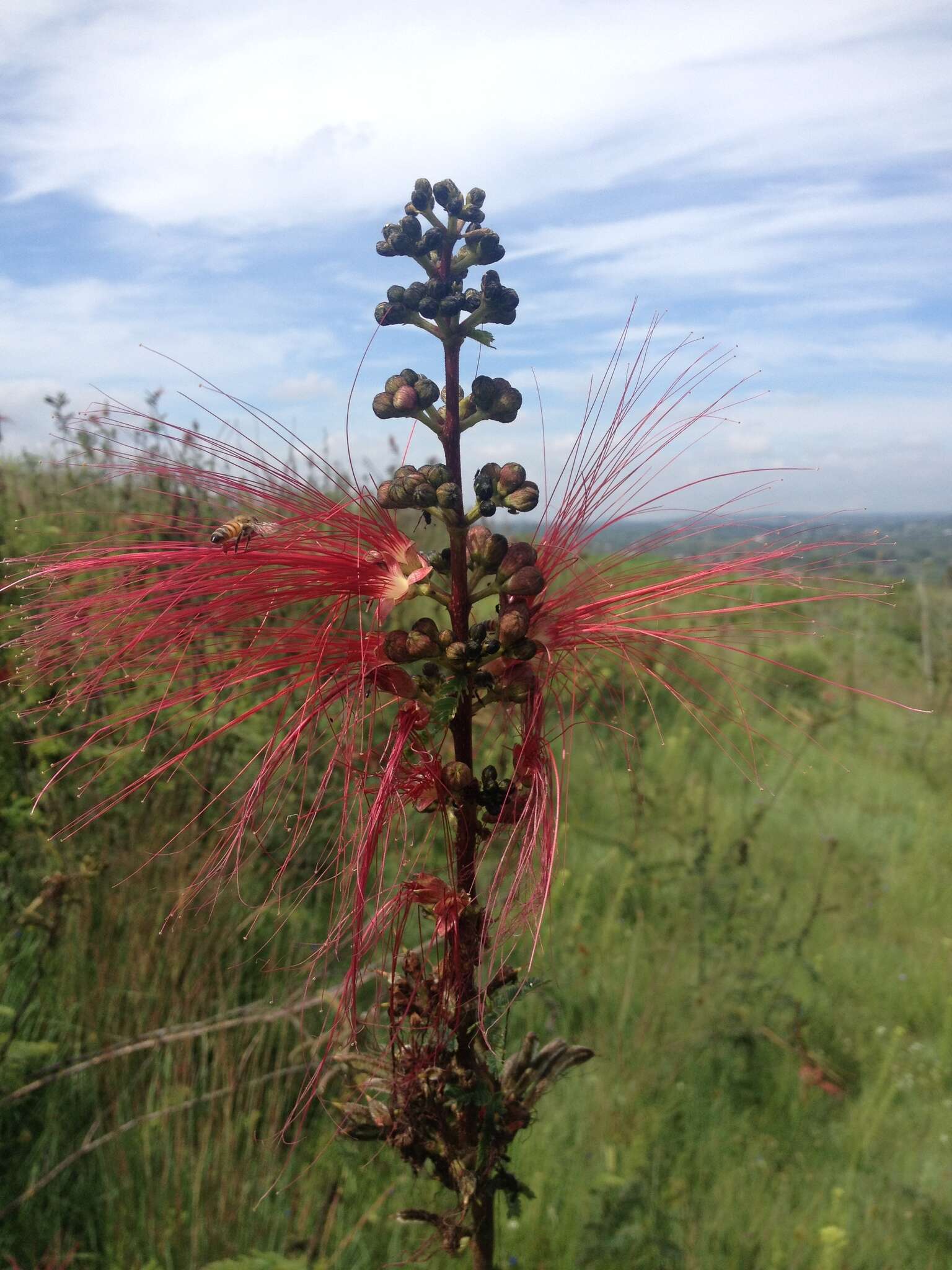 Image of Calliandra houstoniana var. anomala (Kunth) Barneby