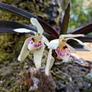 Image of Vanda pumila Hook. fil.