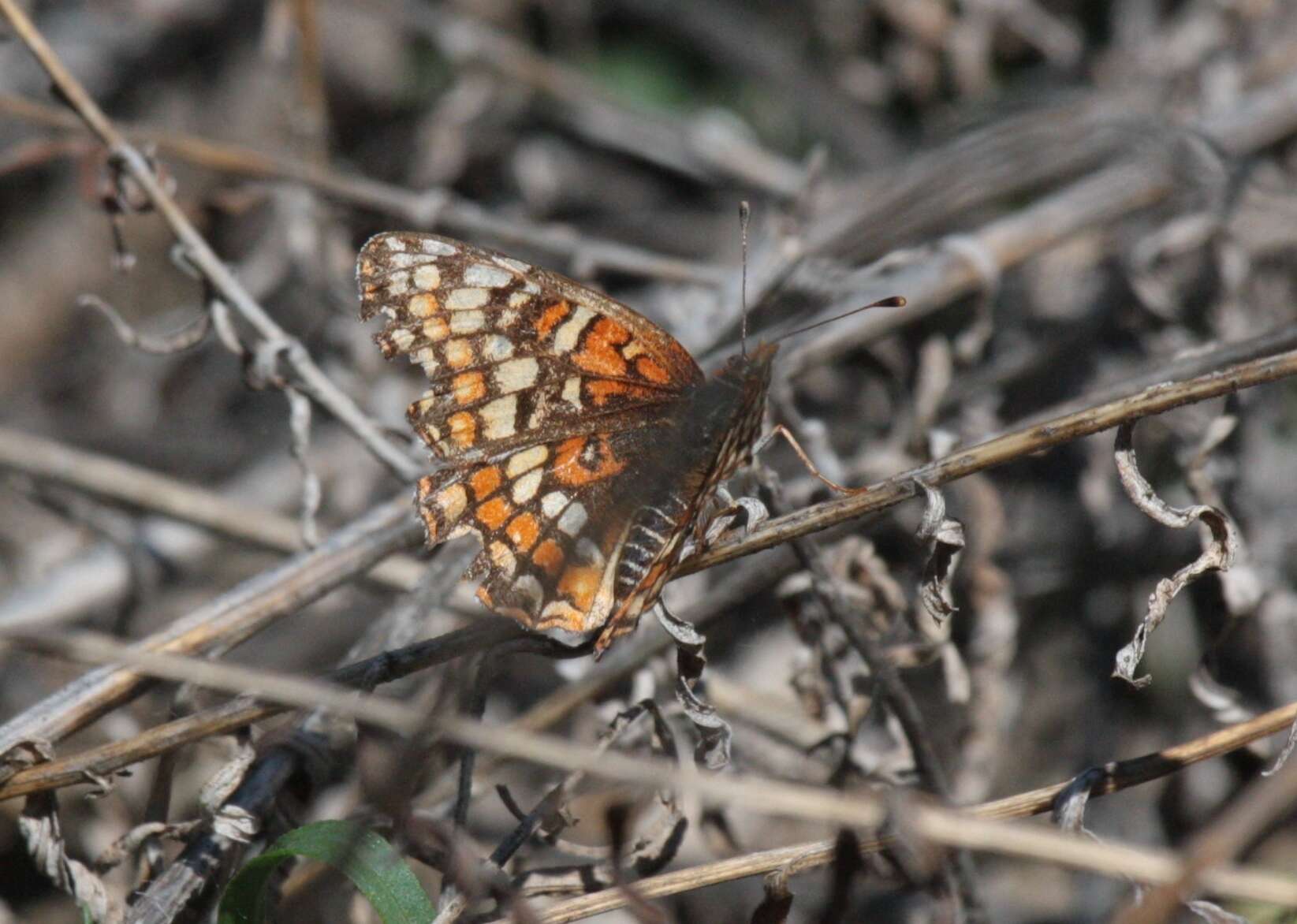 Image of Gabb's Checkerspot