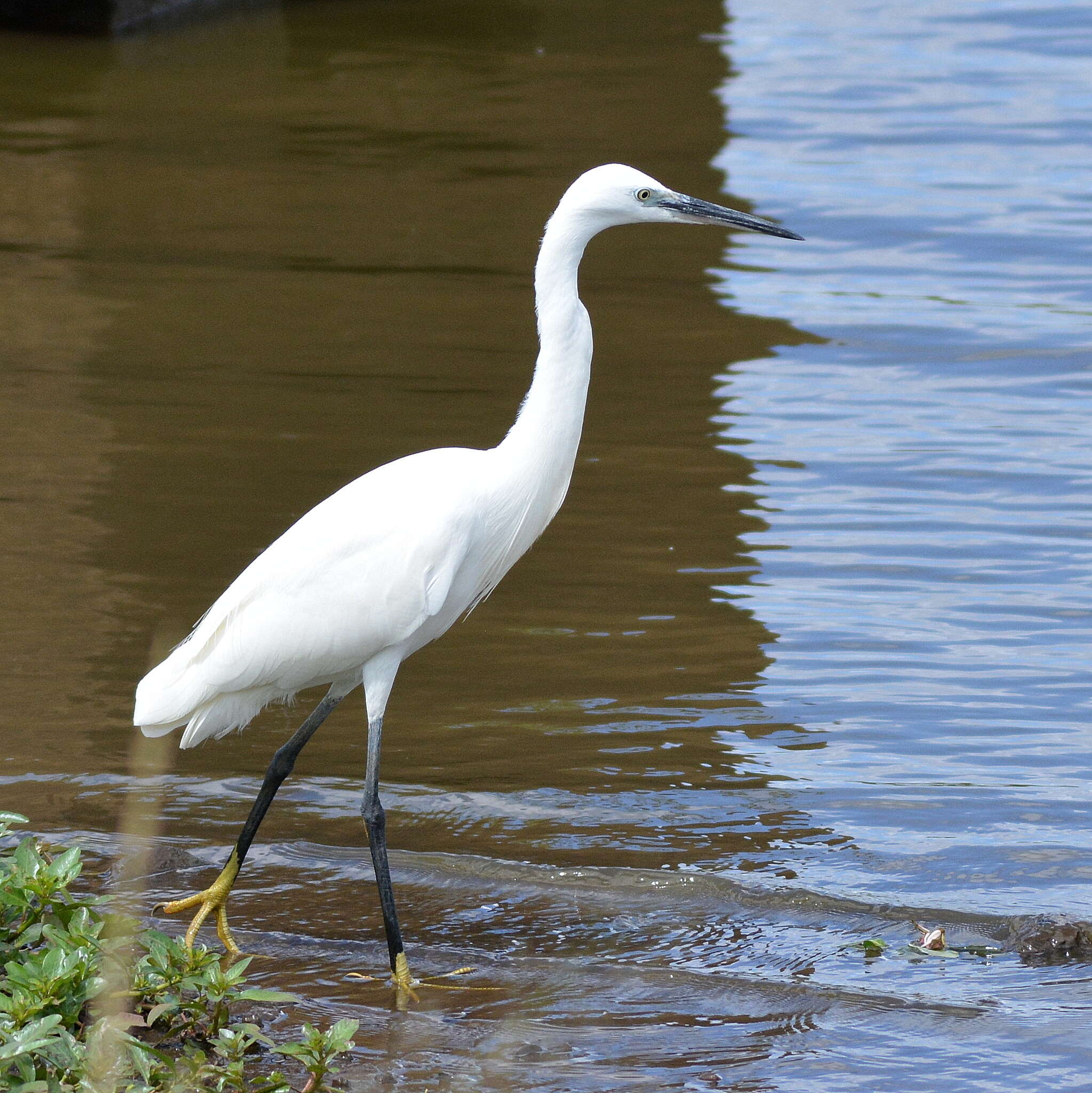 Sivun Egretta garzetta garzetta (Linnaeus 1766) kuva