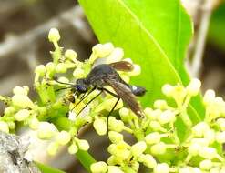 Image of Lepidophora vetusta Walker 1857