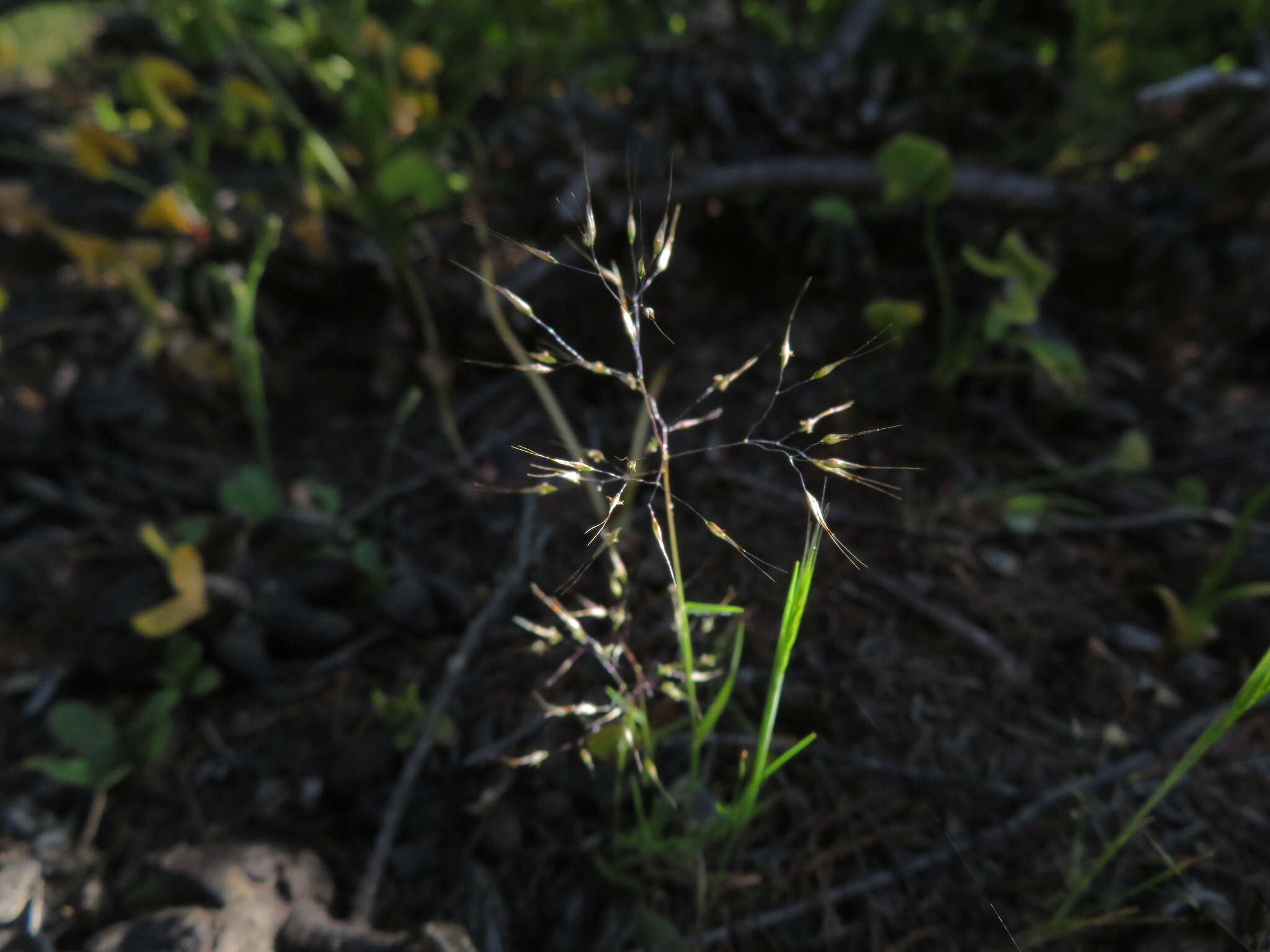 Plancia ëd Pentameris airoides (Nees) Steud.