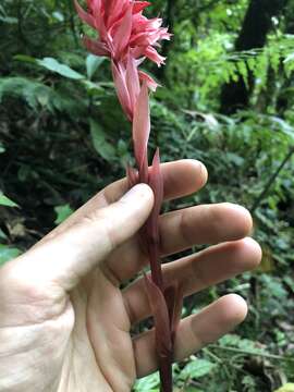 Plancia ëd Stenorrhynchos albidomaculatum Christenson