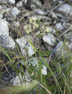 Image of Thalictrum minus subsp. thunbergii (DC.) Vorosh.