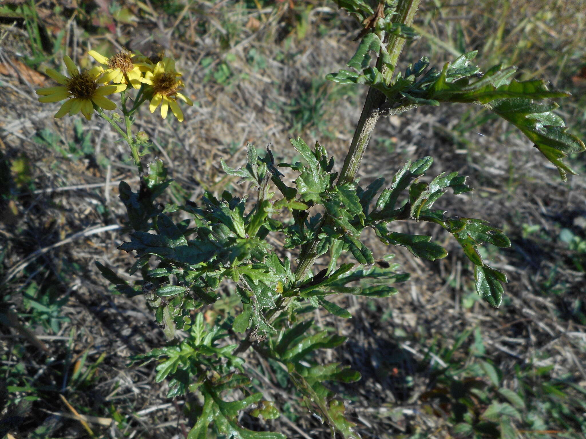 Plancia ëd Jacobaea erucifolia subsp. erucifolia