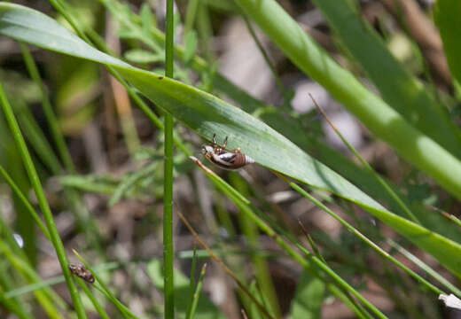 Image of Hill-Prairie Spittlebug