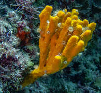 Image of Mediterranean mermaid's glove