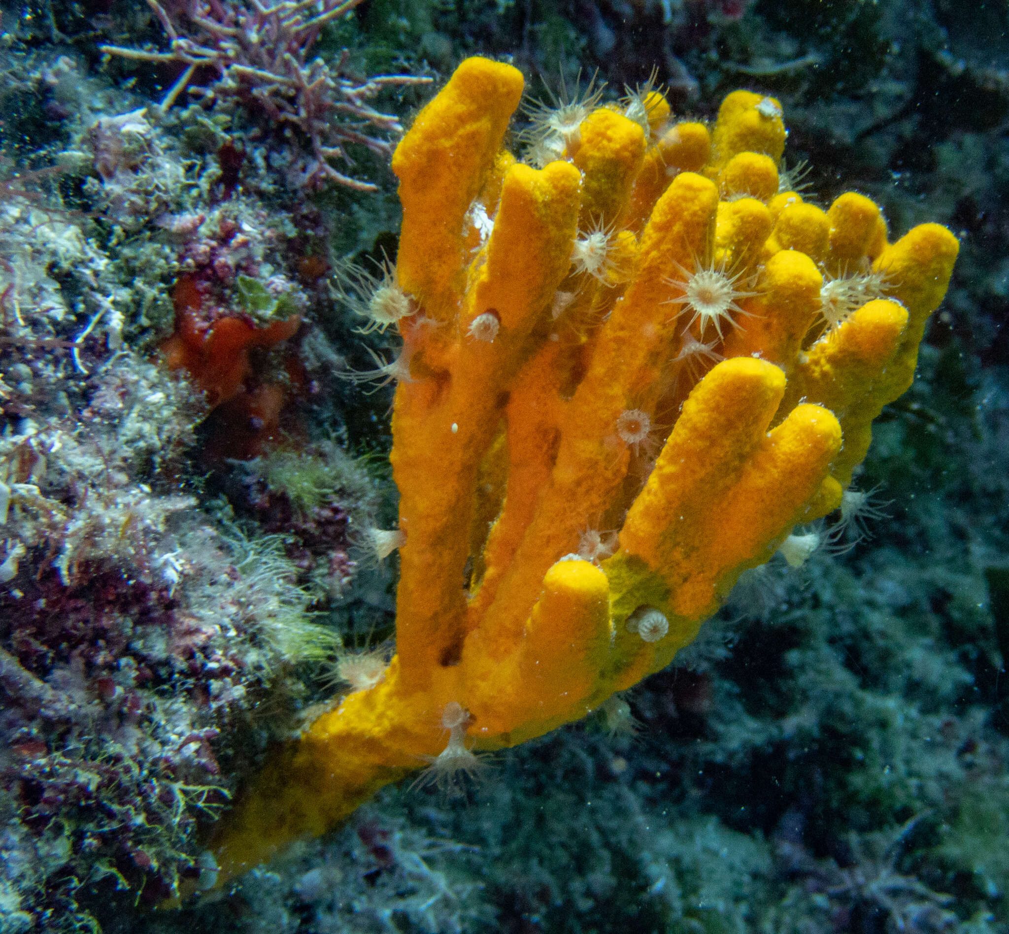 Image of Mediterranean mermaid's glove