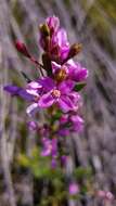 Image of Boronia barkeriana subsp. angustifolia Duretto