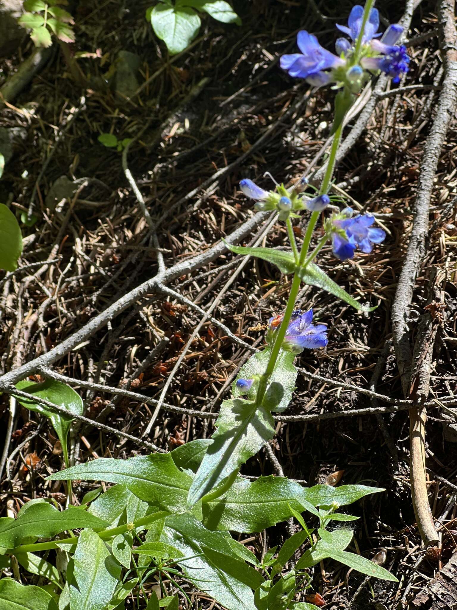 Image of finetooth beardtongue