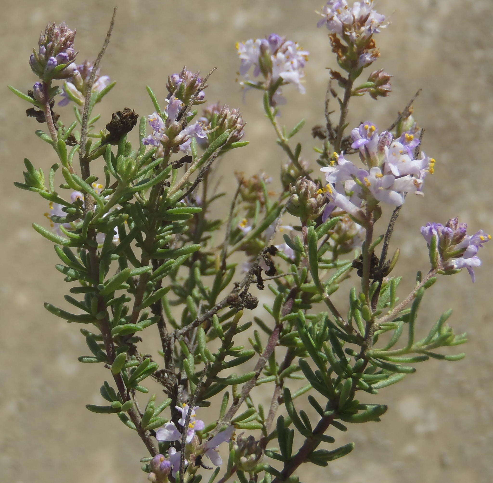 Image of Selago albida Choisy