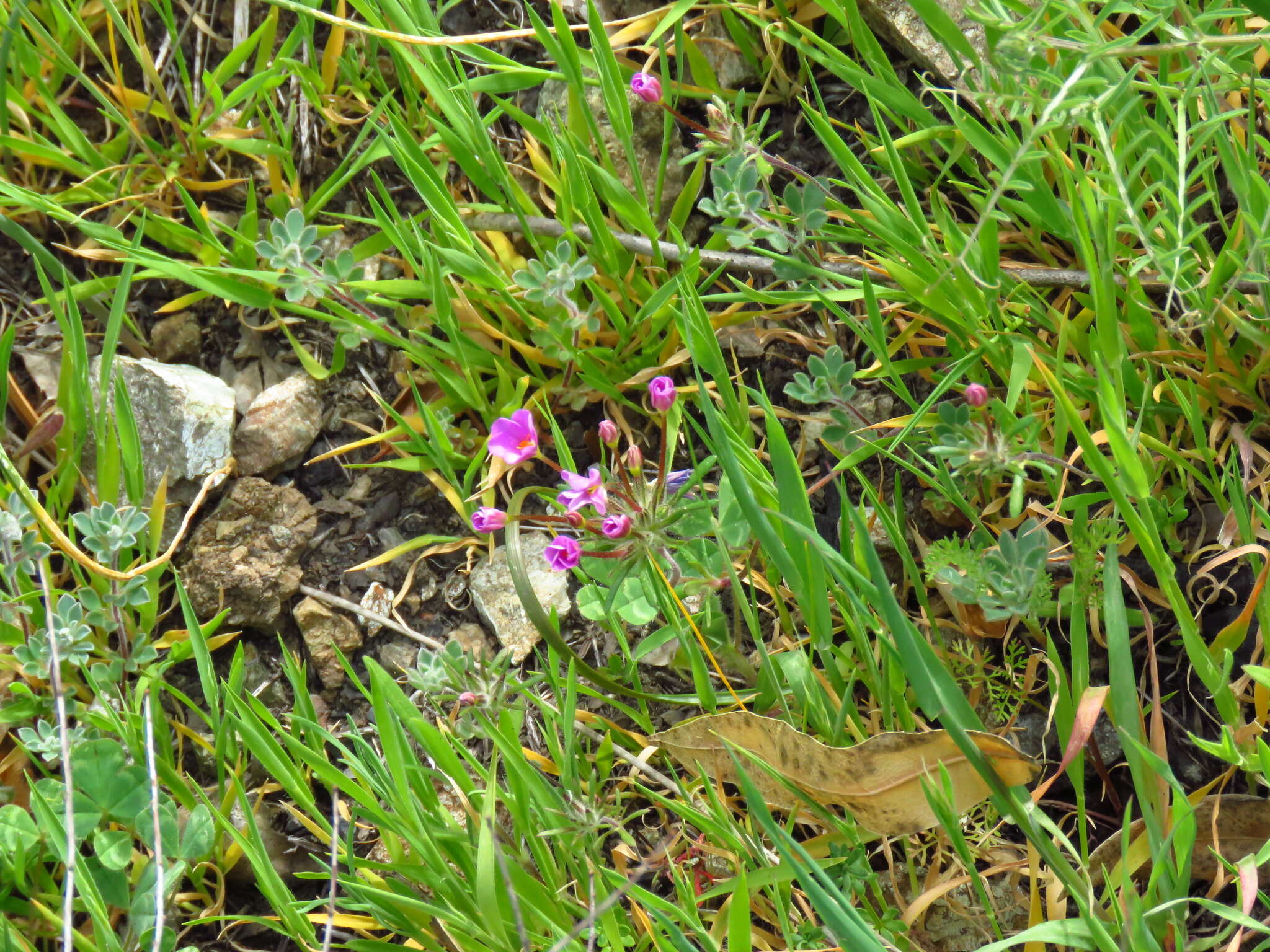 Image of Coast Range linanthus