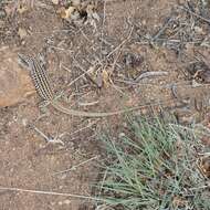 Image of Aspidoscelis neotesselatus (Walker, Cordes & Taylor 1997)